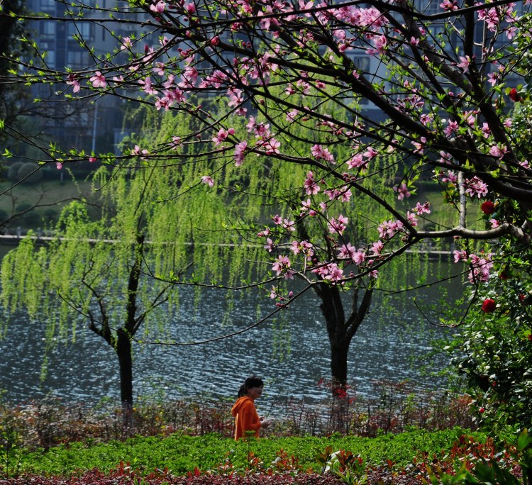 春风杨柳桃花图片图片